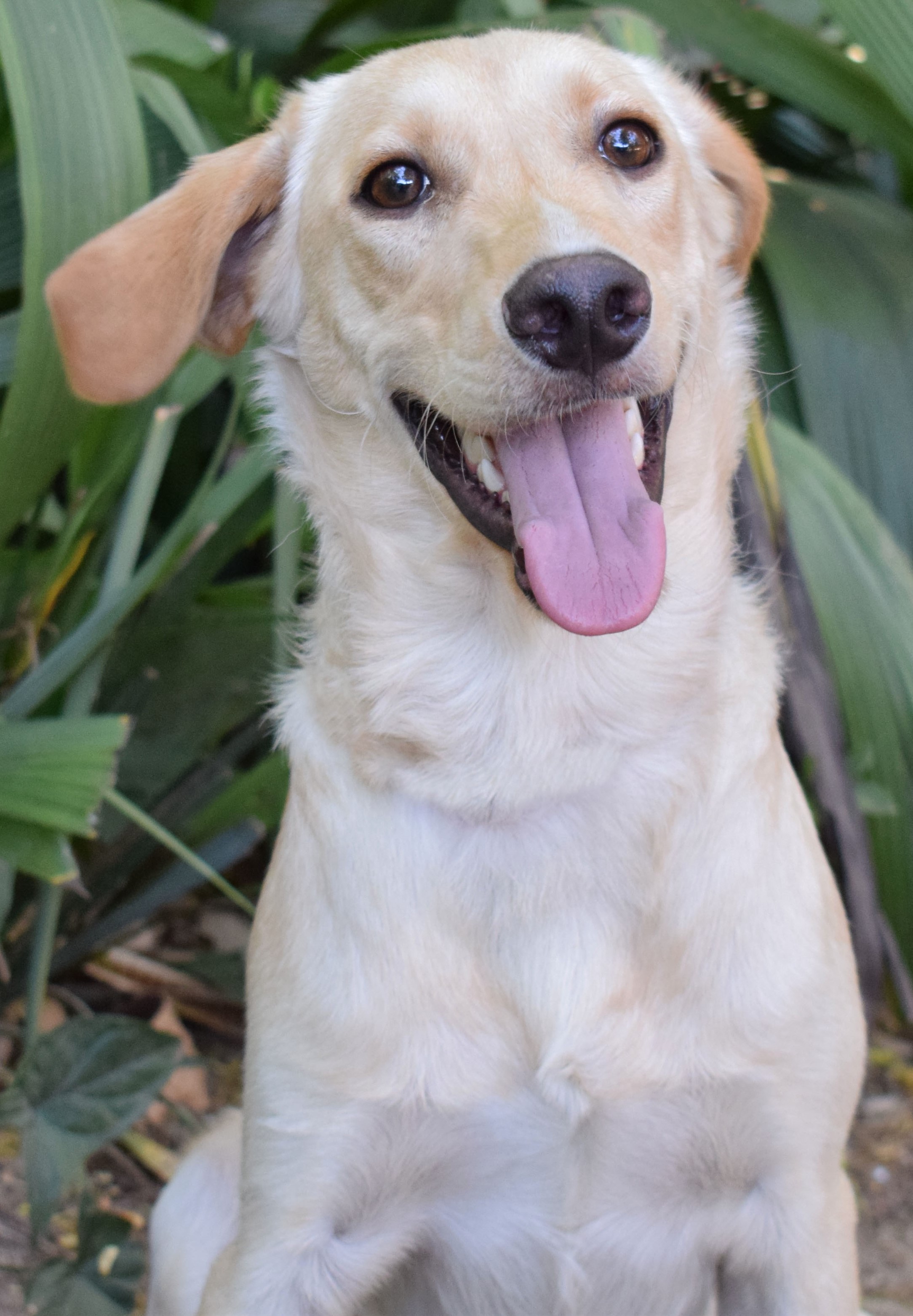 Enzo está em frente a plantações. Seu pelo é loioro claro e seus olhos são castanho escuro.